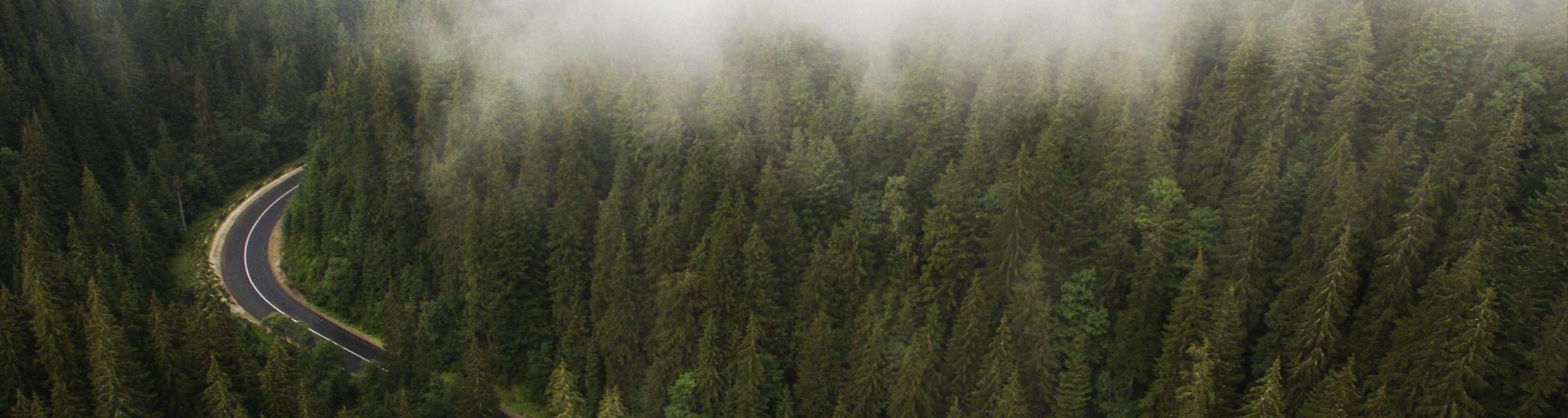 Road through Misty Forest