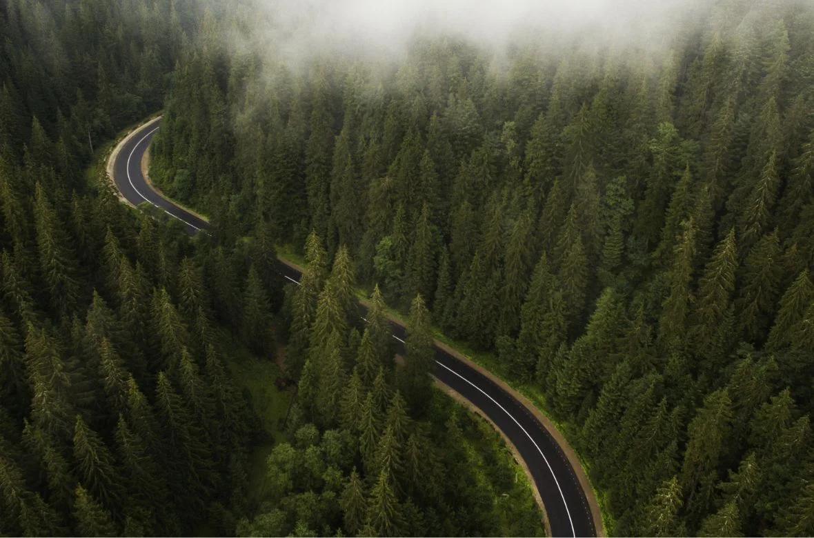 Road through the forest with misty clouds